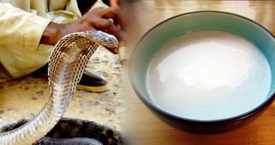Nag Panchami 2020: Know why milk is offered to Nag Devta?