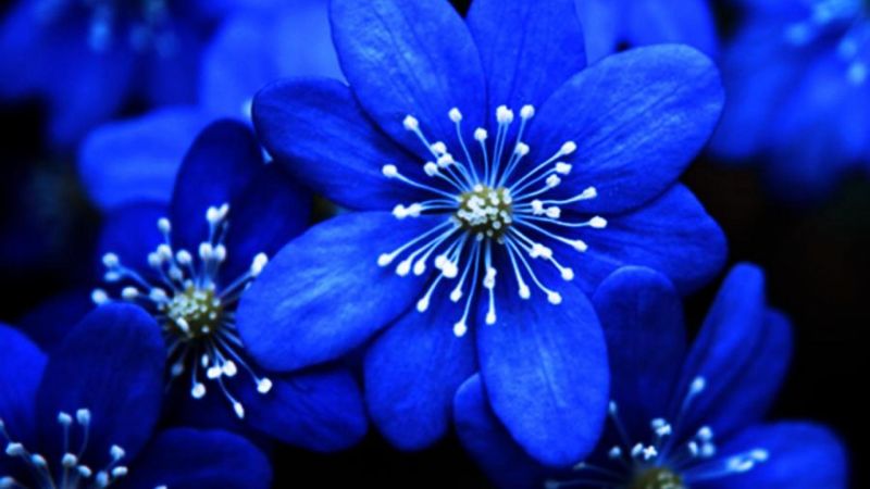 नीले फूल से मिल सकती है बिजनेस में सफलता