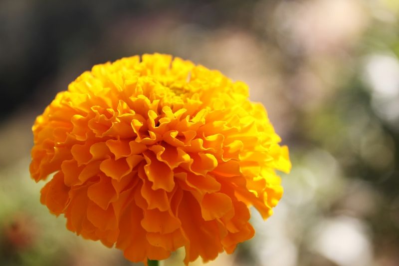 पीले फूल बदल सकते है आपकी किस्मत
