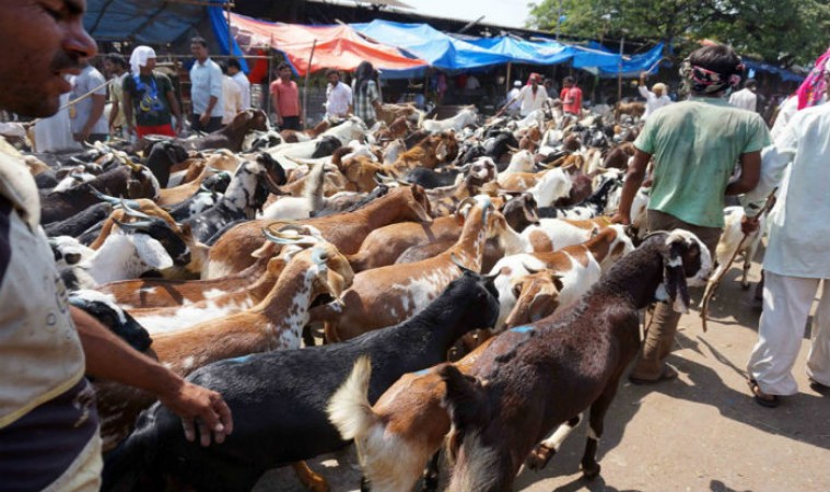 Goat Eid: Millions of goats sacrificed on this festival