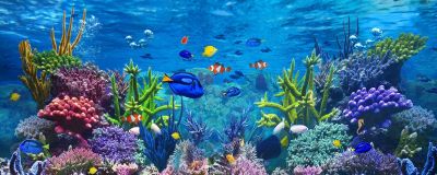 रंग बिरंगी मछलियां बढ़ा सकती है आपका गुड लक
