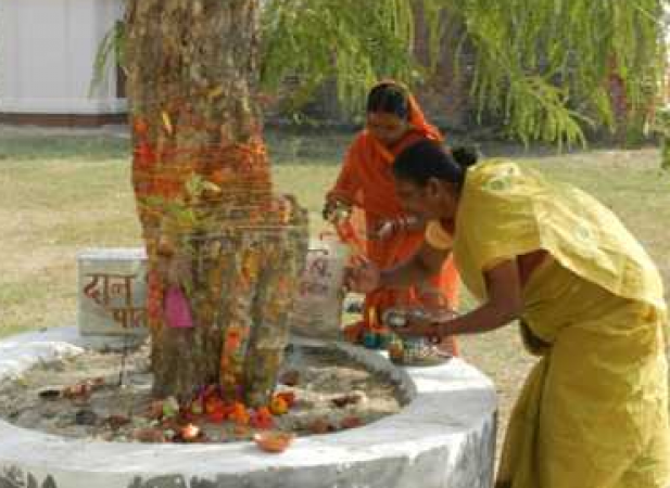 हरियाली अमावस्या के दिन करे इन पेड़ पौधों की पूजा