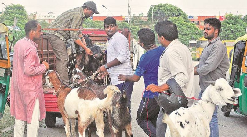 Bakrid: Know special thing related to this festival and sacrifice of goat