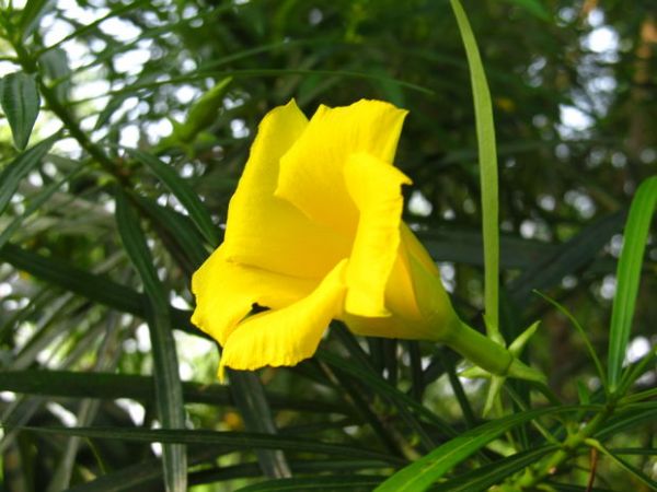 गुरुदोष को दूर करते है पीले कनेर के फूल