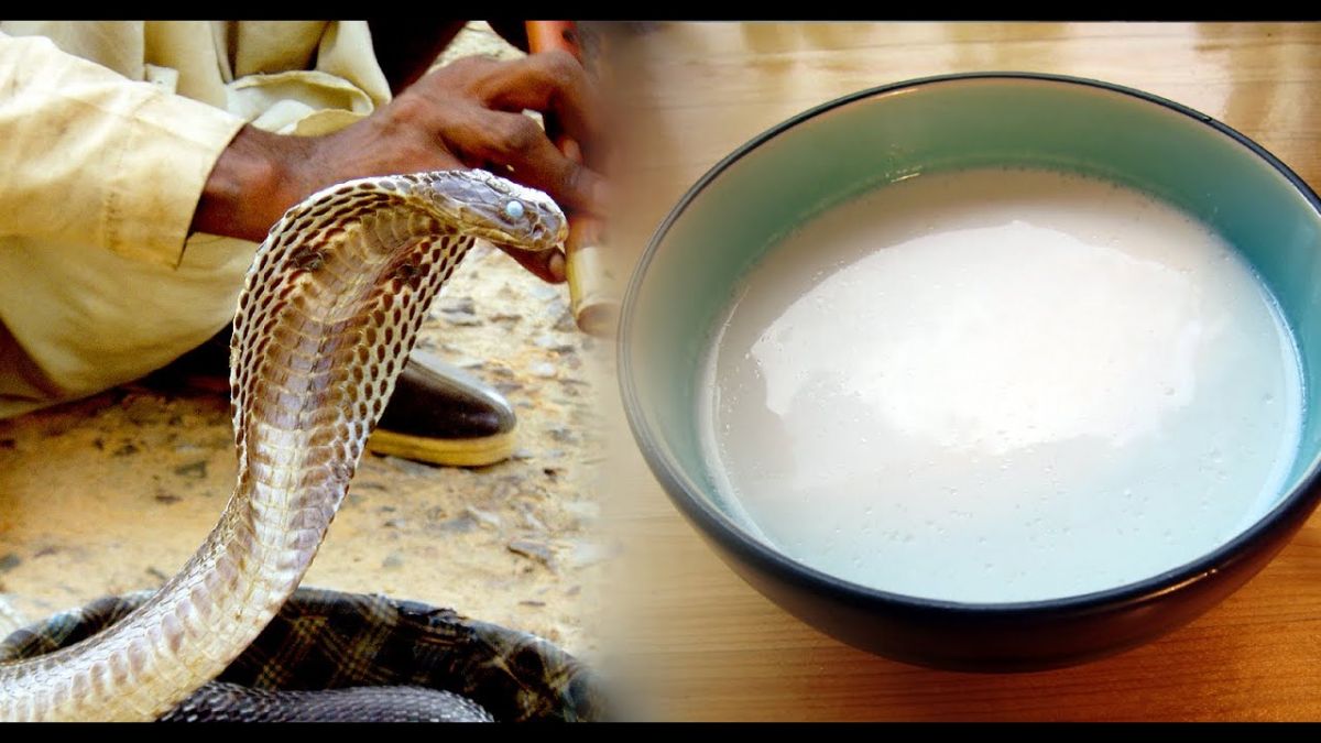 Nagpanchami: Don't feed milk to snakes as it can be fatal for them