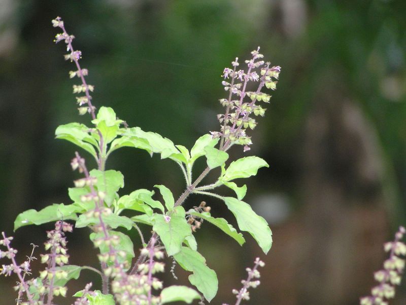 तुलसी का पौधा दे सकता है आने वाले खतरे का संकेत