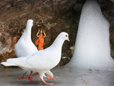 अमरनाथ में कबूतरों का जोड़ा दिखाई देना माना जाता है शुभ, जानिए इसके पीछे की पौराणिक कथा