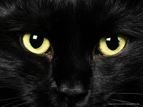 काली बिल्ली होती है अंधकार का प्रतीक