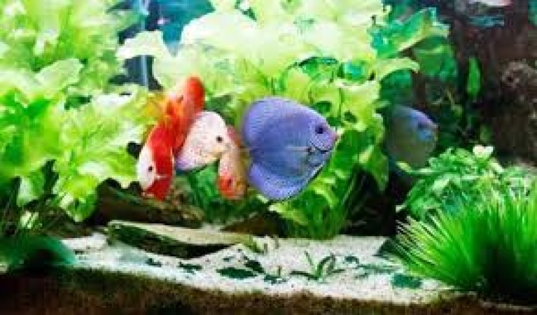Know what are the benefits of keeping fish at home