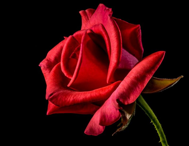 धन के लिए करे गुलाब के फूल और चन्दन का उपाय