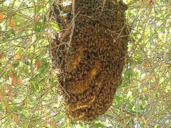 घर में मधुमक्खी का छत्ता देता है अशुभता का इशारा