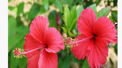 नवरात्रि में जरूर चढ़ाए माँ को इस फूल की माला, राशिनुसार पिरोये फूल
