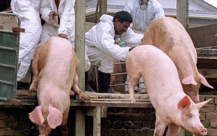 मुस्लिम धर्म के लोग इसलिए नहीं खाते सूअर का मांस