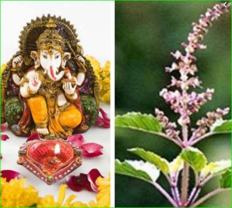 Tulsi wanted to marry Lord Ganesha but later cursed him of two marriages, know why