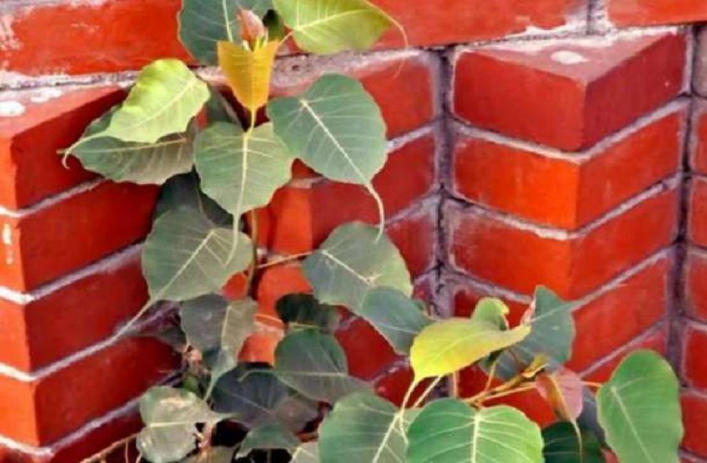 If a peepal tree has grown near your house too, do not forget to do this work