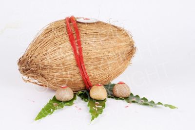 शनिदोष को दूर कर सकता है नारियल