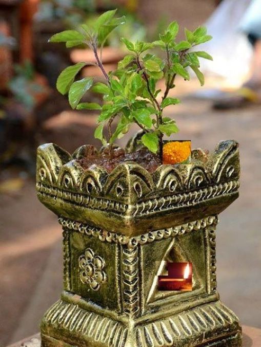 नवरात्री के दौरान घर में जरूर लाए ये 6 पौधे