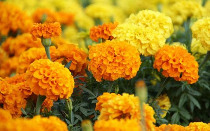 पीले फूलों के इस्तेमाल से मिल सकती है महालक्ष्मी की कृपा