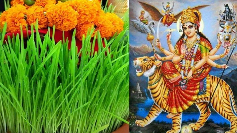 नवरात्रि में कलश स्थापना के साथ क्यों बोए जाते हैं जौ या जवारे?