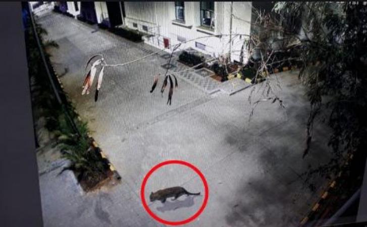 A leopard seen entering in residential area in mumbai…video goes वायरल