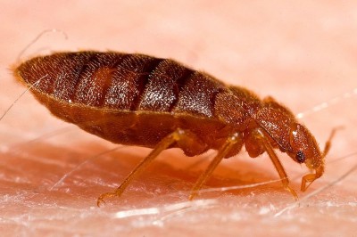 If bedbugs are creating terror in the house, try these tips, you will get rid of them in a short time