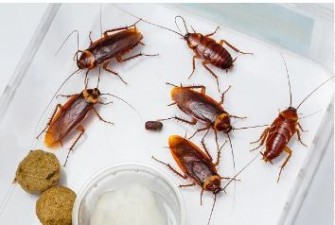 A whole army of cockroaches has entered the house, these 5 home remedies will stop them