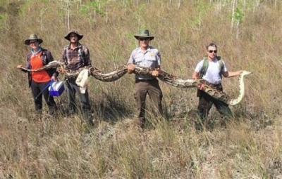 Scientists capture the17feet long python in US