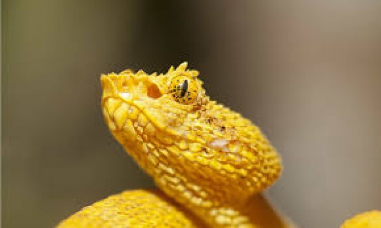 This is the world's fastest attacking snake, its poison is also very dangerous