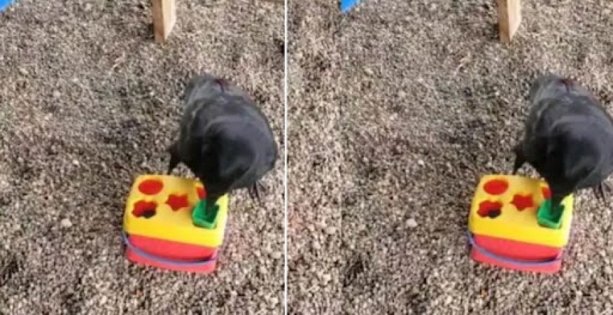 Video: People's senses blow away seeing the IQ level of a crow