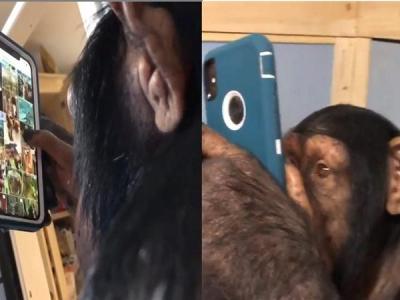 Chimpanzee using Instagram just like humans, videos goes viral