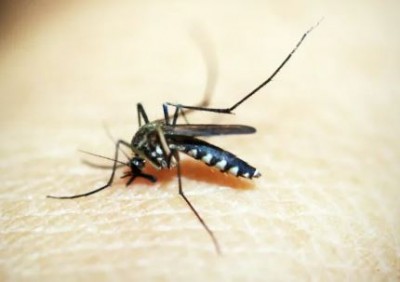 You don't need to kill, the mosquito dies on its own within a few days