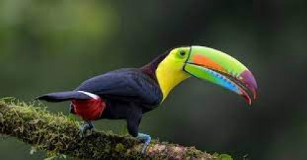 Rainbow-Billed Toucan: Unveiling the Marvel of Tropical Birds
