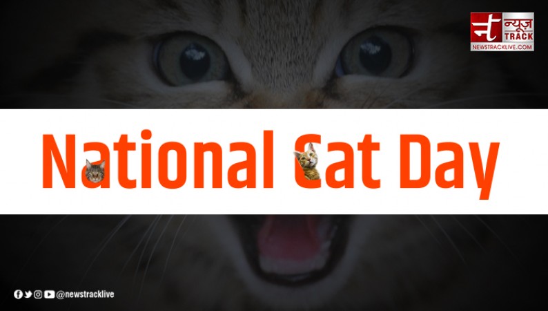 International Cat Day - Celebrating Our Feline Friends on August 8th