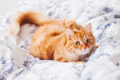 Woman asks for an orange cat, for a really sweet reason