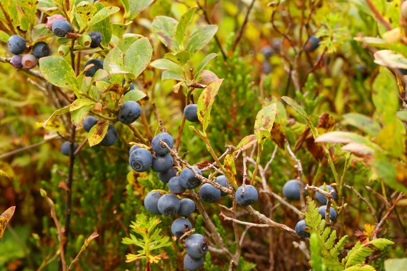 Exploring the Toxicity of Bilberry Trees and Their Effects on Surrounding Plants