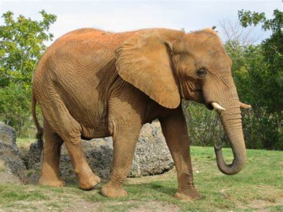 10 Amazing Facts about Elephants
