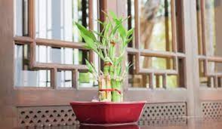 Harmonize Your Home with Vastu: The Power of Bamboo Plants