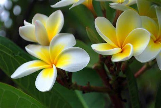 Five sweet-smelling white flowers, from Plumeria to Magnolia
