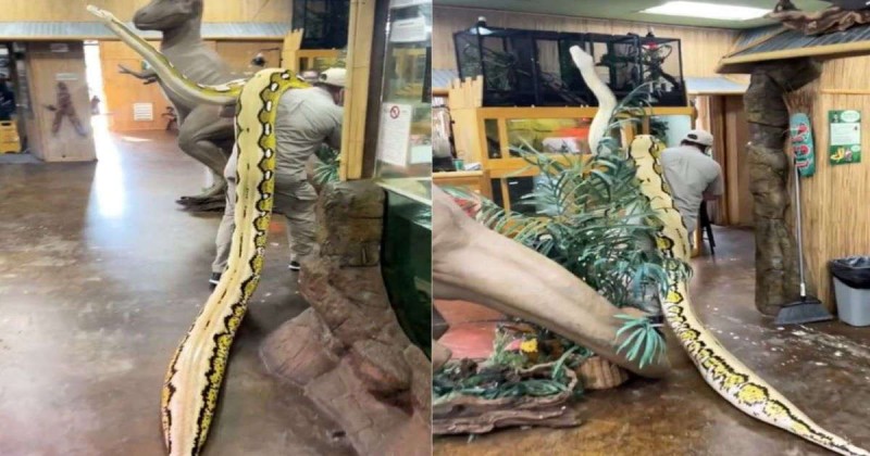 Video: Man carries 22-foot long reptile on shoulder, netizens in shock
