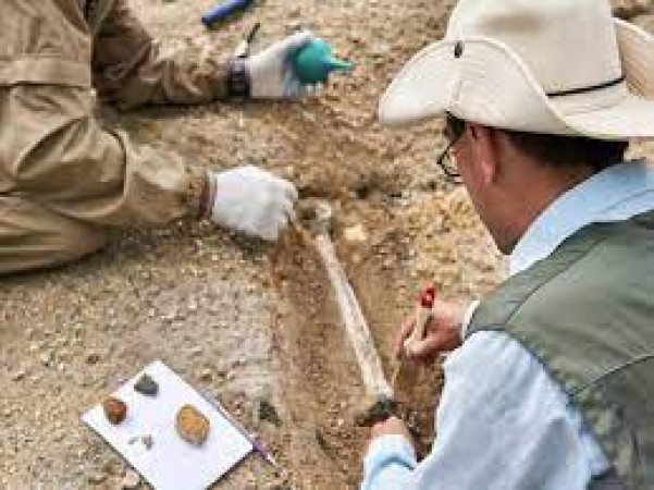 थार रेगिस्तान में डायनासोर जीवाश्म की वैज्ञानिकों ने की नयी खोज