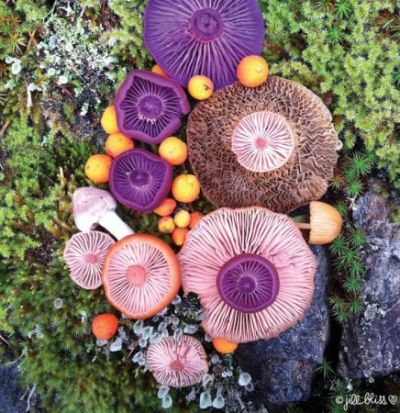 Have you ever seen colourful mushrooms?
