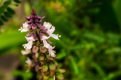How to Grow Tulsi at Home: Into the Bloom