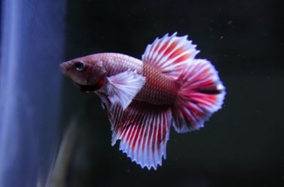 Seven of the most popular aquarium fish, from Betta to Molly