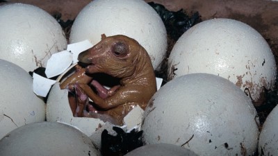 Dinosaur Birth: From Egg Formation to Hatchling Challenges