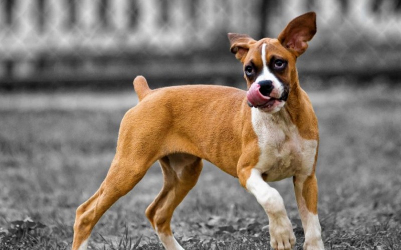 8 Entertaining Dog Anxiety-Reduction Exercises