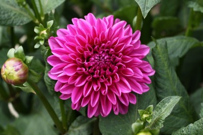 7 of the Most Stunning Flowers in the World: From Rose to Dahlia