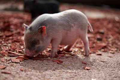 सूअरों के बारे में बीस आकर्षक बातें