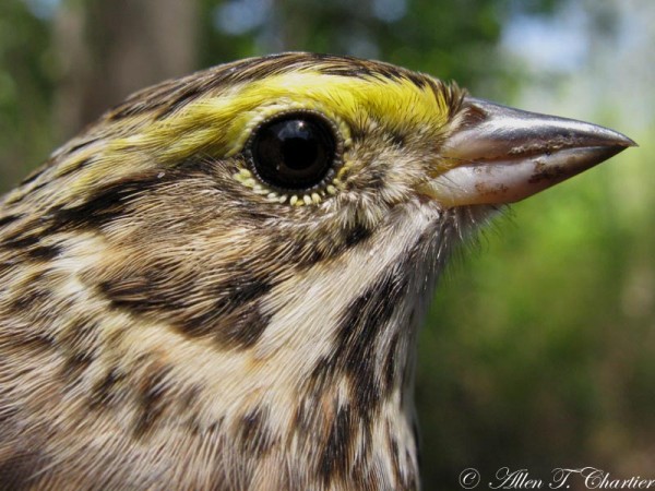 Brows that Stand Out and Shine in Birds: Unveiling the Beauty of Avian Eyebrows