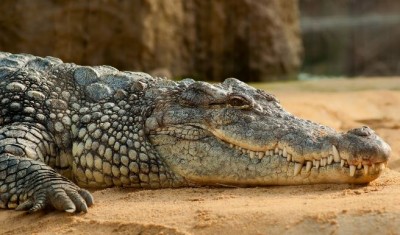 Predator or Defender? Why Do Crocodiles React to Baby-Human Cries?