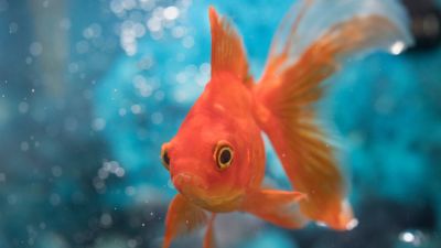 Goldfish save them with alcohol in winter